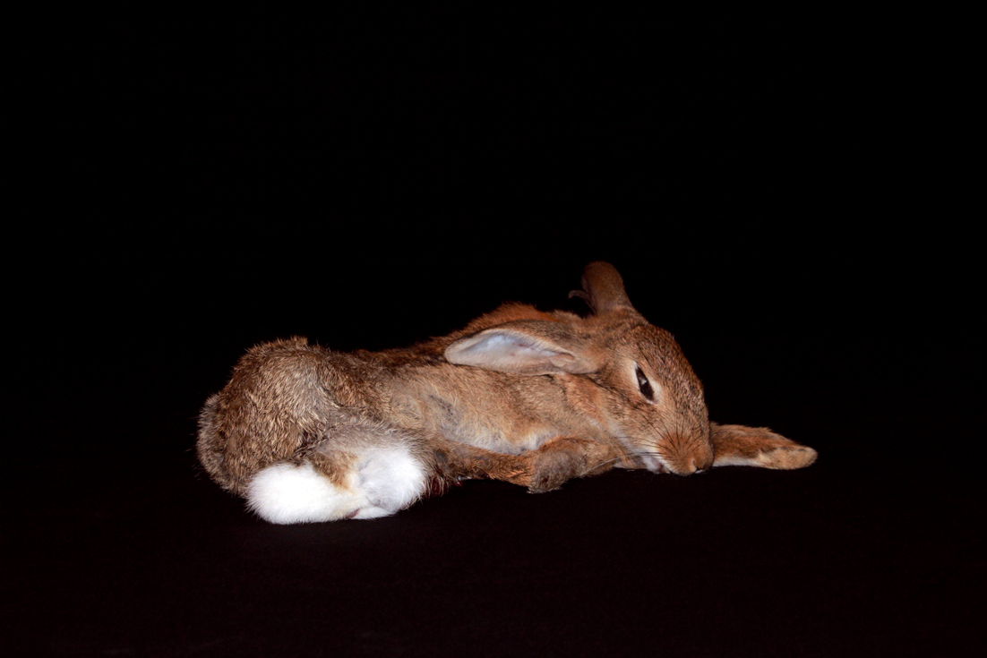 juan Paparella, lapin, 2014